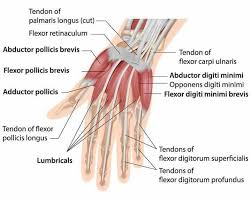 The red lines show where the tendons attach the muscles to the bones. Hand Anatomy Medmichi Medical Page Facebook