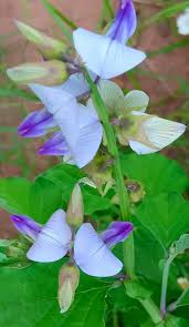 Image result for Crotalaria verrucosa