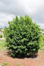 Image result for Annona muricata