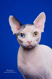 We have the experience and can tell you about their qualities and health life. Katteycasa Sphynx Cattery Northern Minnesota S Sphynx Cattery