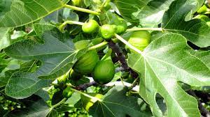 Fig trees planted in the ground may take eight to 10 years after planting before they begin fruit production. Figs Are In Season Here S How To Grow Your Own
