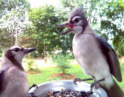 Bird With No Feathers Pin On Mr Cristobal Reynolds Phd