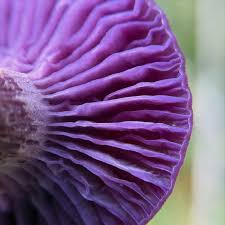 Image result for Dyschoriste trichocalyx