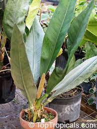 Anthurium Coriaceum Pothos Coriacea Family Araceae Paddle Leaf Anthurium Anthurium Plant Anthurium Plants