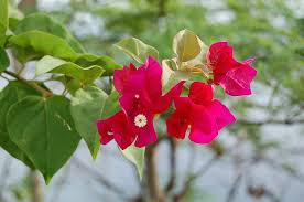 Image result for Bougainvillea sp. cultivar