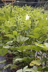 Eggplant roots about 18 inches to 2 feet; Okra Abelmoschus Esculentus Organically Grown Flower Seeds Floral Encounters