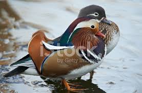 Voir plus d'idées sur le thème canard mandarin, oiseaux. Couple Of Mandarin Duck Stock Photos Freeimages Com