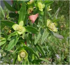 Image result for Enydra