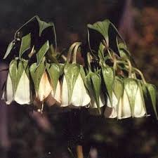 Image result for Trichodesma