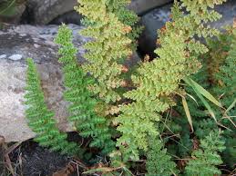 Image result for Mohria vestita