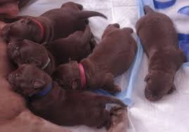 Ben is ready to come home to his new family. Litter Of 4 Labrador Retriever Puppies For Sale In Los Angeles Ca Adn 24495 On Puppyfinder Labrador Puppy Labrador Puppy Training Labrador Retriever Puppies