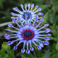 Get the best deal for daisy dried flowers from the largest online selection at ebay.com. Pin On Inspiration And Ideas