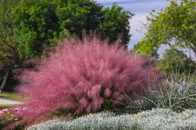Regal mist® pink muhly grass. When Does Pink Muhly Grass Bloom Plantingtree