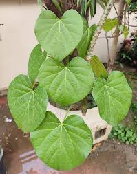 Image result for Tinospora