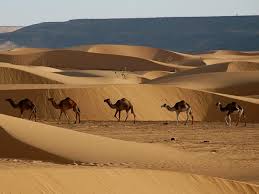 A 1950 commercial for camel cigarettes. Adventures Along Mauritania S Ancient Caravan Routes