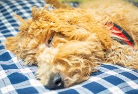 On average, a labradoodle costs somewhere between $1,200 and $3,000. Australian Labradoodle 15 Incredible Facts Which Make Everyone Love This Breed All Things Dogs All Things Dogs