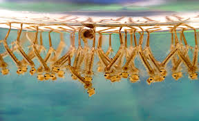 Jangan lupa saksikan punchline dac #dudukrumah. File Culex Sp Larvae Png Wikipedia