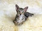 Oriental Kittens for Sale - Adoptapet