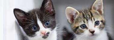 Foster Information Seattle Area Feline Rescue