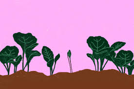 This is key to preventing seasonal diseases and insects pick your collard greens from the outside to the inside. Collards The Easiest Greens To Grow Cook And Eat Los Angeles Times
