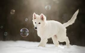 Swiss Shepherd Lake White Swiss Shepherd Puppy Dogs Berger Blanc Suisse Hd Wallpaper Peakpx