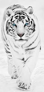 This is the sign you've been looking for, white neon sign, signage, brick wall, neon light, 5k. 4k Ultra Hd Tiger Wallpaper For Android And Iphone Tiger Wallpaper Tiger Baby Animals Funny