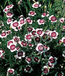 Jc raulston arboretum tour was done in march 2021. Arctic Fire Dianthus Seeds And Plants Flowers At Burpee Com Flowers Perennials Perennials Flower Garden