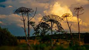 Теперь опасный сорняк заполонил россию 01:20 — 24. Smi Germanii Rasskazali O Borshevichnom Bedstvii V Rossii Gazeta Ru