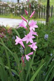 Watsonia Borbonica In Bloom Landscape Design Plants Bloom