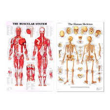 New human body diagram of bones and muscles. Silk Cloth Human Anatomy Poster Skeletal Muscle System Teaching Medical Wall Decorative Posters Painting Calligraphy Aliexpress