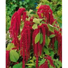 Image result for Lessertia macrostachya