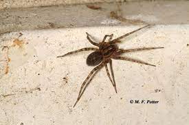 Many work merely by trapping the pests with no chance of escape so that they eventually starve. Eliminating Spiders Around Homes And Buildings Entomology