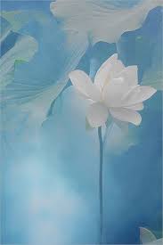 White Lotus Flower Surreal Series Dd0a7984 1000 White Lotus Flower White Lotus Beautiful Flowers