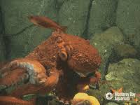 Giant Pacific Octopus Gifs Get The Best Gif On Giphy