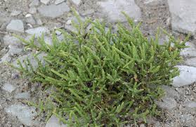Image result for Salicornia pachystachya