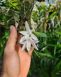 Image result for Aerangis splendida