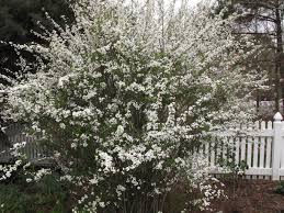Image result for Spiraea prunifolia