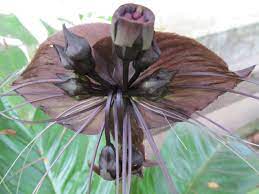 Why Did Plants Evolve These Weird And Horrific Flowers Bat Flower Unusual Plants Strange Flowers