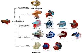 The betta which is white with black eyes can be any white type but never albino. Overview Of The Betta Fish Genome Regarding Species Radiation Parental Care Behavioral Aggression And Pigmentation Model Relevant To Humans Springerlink