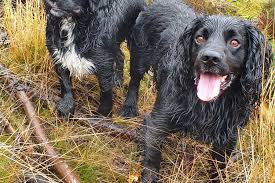 Have you seen how nimble the tips of a dog's tail is under all that fur? Do Cocker Spaniels Have Tails Some Important Things You Should Know