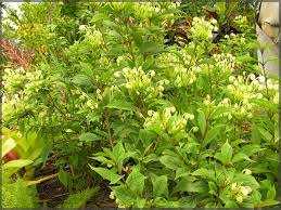 Image result for Clerodendrum fuscum