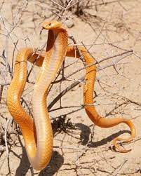 African Animal Pictures African Animals Reptile Snakes Animal Pictures