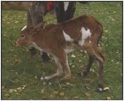 Contracted Or Lax Tendon Or Knuckling Over Of Newborn Calves Management Treatment Pashudhan Praharee