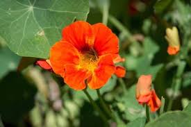 Both the flowers and the leaves are edible, with a peppery taste similar to a radish. A Helpful Guide To Growing Nasturtiums Properly Rooted