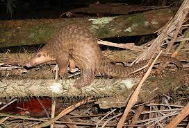 We did not find results for: Pangolin Vs Armadillo What S The Difference Ask Difference
