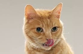 Dry nose information including symptoms, diagnosis, treatment, causes, videos, forums, and local community support. Should A Cat S Nose Be Wet Or Dry