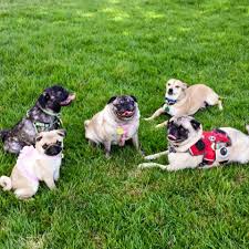 We offer less than 6 pups a year in mini pug sizing. San Antonio Pug Club Home Facebook