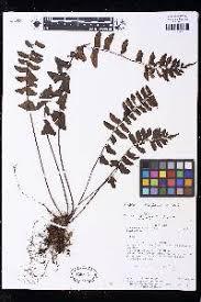 Image result for Asplenium lambinonii