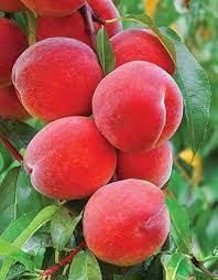 Check spelling or type a new query. Peach Tree Belle Of Georgia De Groot Inc Perennials Daylilies Fruits Vegetables Shrubs Bulbs