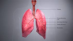Pepsin is by far the most important digestive enzyme in gastric juice. Bronchus Wikipedia